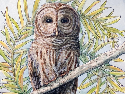 Barred Owl Mucha alphonse mucha inspired barred owl bird illustration nature lover owl art traditional art watercolor and ink