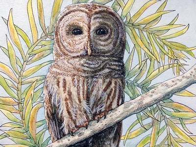 Barred Owl Mucha
