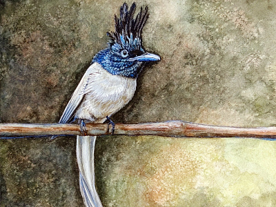 Indian Flycatcher bird illustration nature lover traditional art tropical bird watercolor and ink