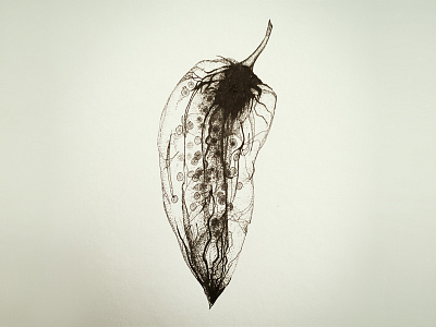 Chilli Pepper X-ray drawing illustration ink pen sketch