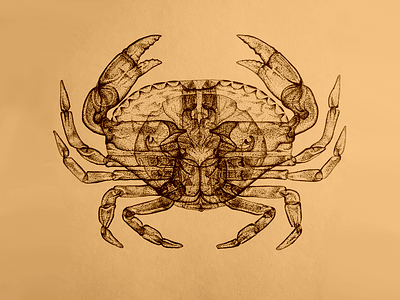 Crab Xray biology crab hand drawn illustration ink pen x ray xray
