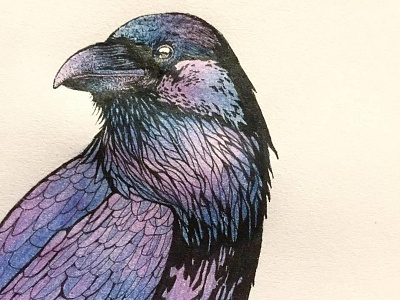 Raven illustration