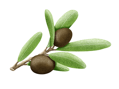 Olives illustration olive texture