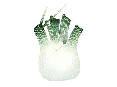 Fennel fennel illustration texture vegetable
