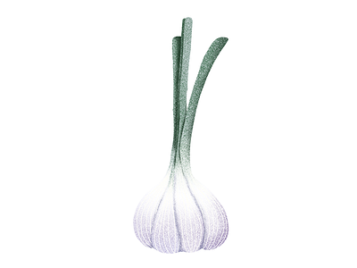 Garlic garlic illustration texture vegetable