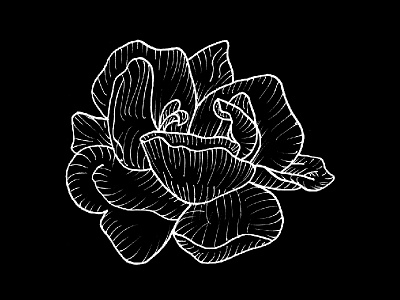 Rose Bloom black and white draw floral flower flowers hand drawn handdrawn illustration ink lines rose