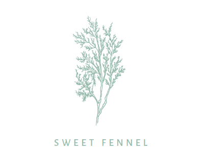 Fennel Illustration branding illustration