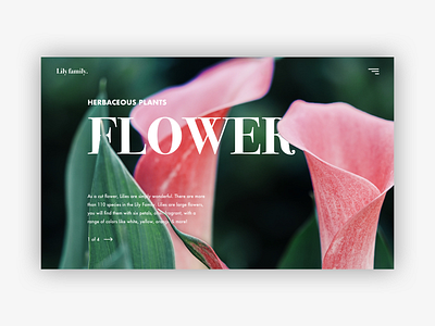 Lilies branding clean design flower lillies lily minimalistic minimalistic design nature plant typography ui ux web