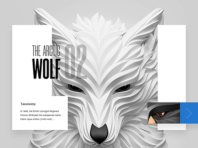 Animal's Card Motion Design animal card clean color flat flat design gif motion tv ui ux video