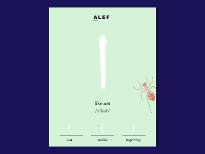 Arabic Letter Cards - Letter Alef arabic calligraphy card illustration language learning letter