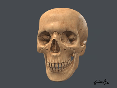 Skull - Anatomy Study anatomy human mandible marmoset medical netter pixologic skeleton skull substancepainter tanbeenamin zbrush