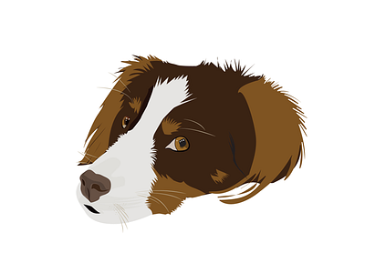 Australian Shepherd - Ollie illustration