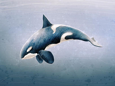 Orcinus Orca character drawing illustration ocean orcinus orca painting water whale