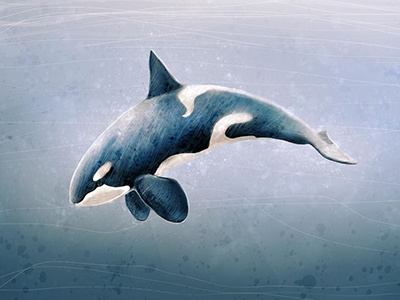 Orcinus Orca