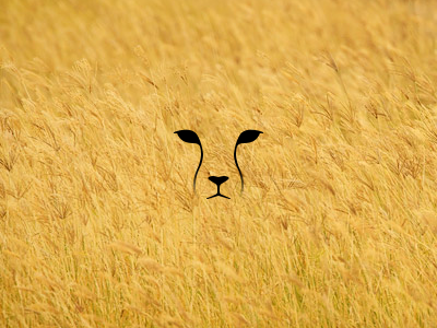 Cheetah animal cheetah design eyes feline negative space nuion safari serious