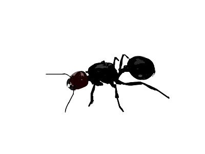 Messor barbarus ant queen