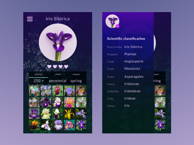 Iris User Profile daily ui ui ux