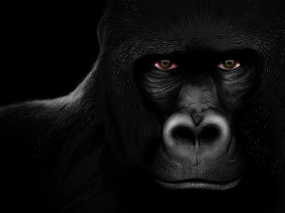 Gorilla