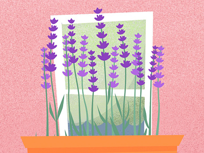 Lavender illustration