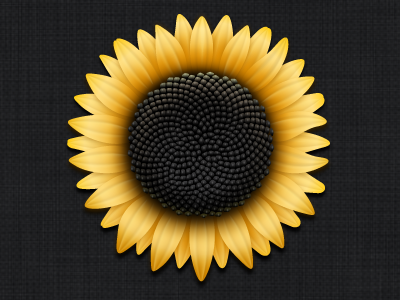 Sunflower flower icon illustrator sun sunflower vector yellow