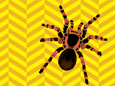 Tarantula bug illustration pattern spider vector