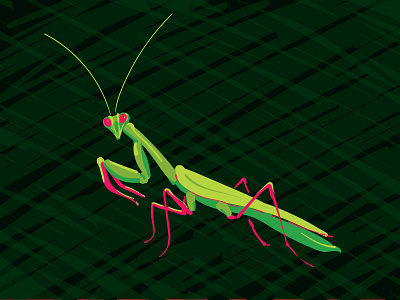 Praying Mantis animal bug icon illustration insect mantis vector