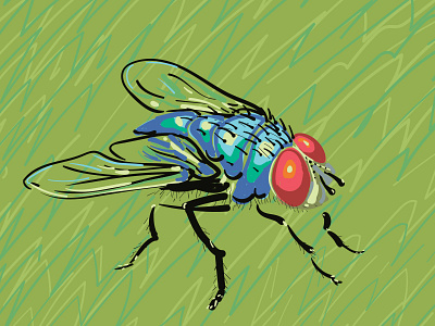 Fly fly illustration insect vector