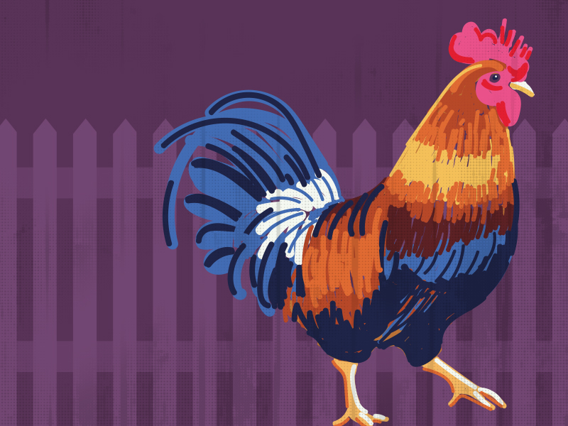 Cock Of The Walk By Judith Mayer On Dribbble