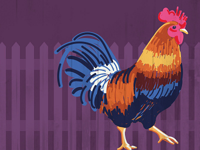 Cock of the Walk animal bird illustration rooster vector