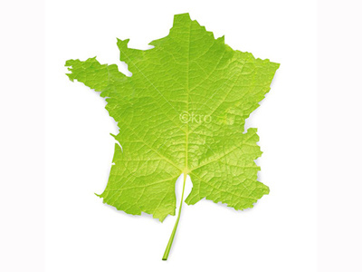 French wine french wine logo wine