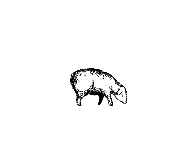 Animalon Sheep