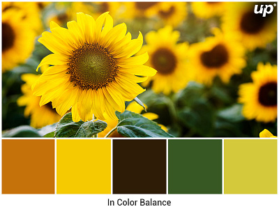 In Color Balance color color balance color palette design nature