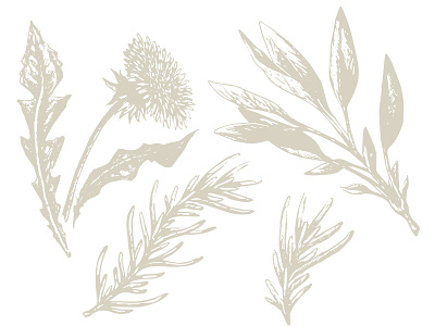Illustrations - herbs branding design drawing illustration label packaging