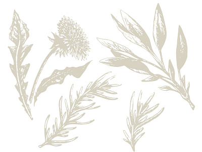 Illustrations - herbs