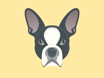 Boston Terrier avatar boston terrier dog illustration puppy vector