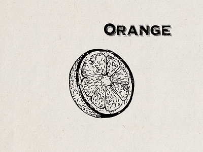 Orange Illustration handdrawn illustration orange