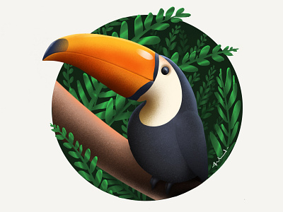 Toucan illustration illustration illustrator procreate toucan