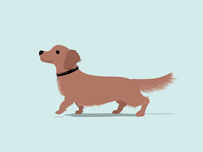 Dexter bark dachshund dog ears fluffy furry puppy sausage tail