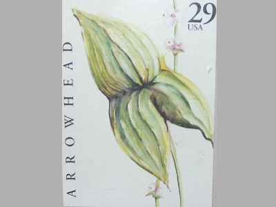Arrowhead Flower Stamp arrowhead flower illustration postage stamp stamp