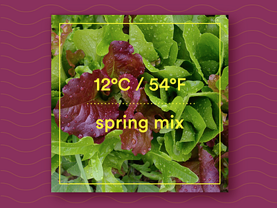 12ºC / 54ºF : Spring Mix lettuce mix music salad spring mix