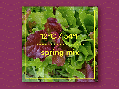 12ºC / 54ºF : Spring Mix