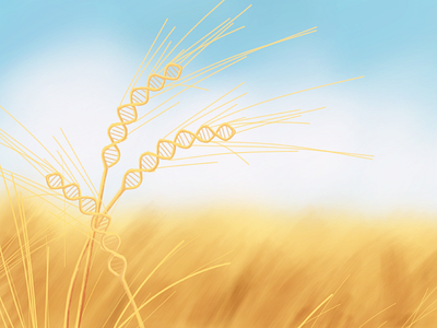 GMO Wheat crispr digital dna gmo helix illustration painting wheat
