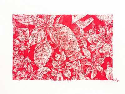Inktober 25_Herb botanical drawing illustration ink ink drawing ink illustration inktober inktober2018 pen plant red ink