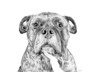 Boo Pet Portrait art commission dog drawing drool hair hand drawn illustration ink ink drawing ink illustration micron pen pitbull portrait portrait art pup puppy traditional
