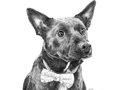 Oliver Commission bowtie commissions dog drawing ears eyes hand drawn illustration ink ink drawing ink illustration lab micron pen pet portrait pup puppy sean quinn stipple