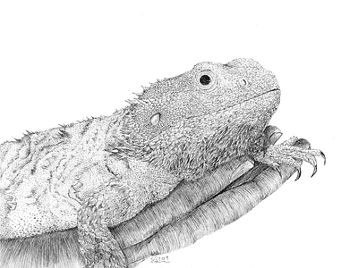 Bearded Dragon portrait