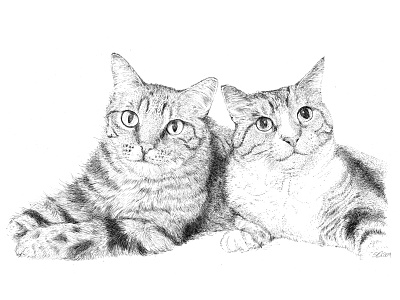 Brother Kittens art drawing fur hair hand drawn illustration ink ink drawing ink illustration micron pen pen and ink stipple