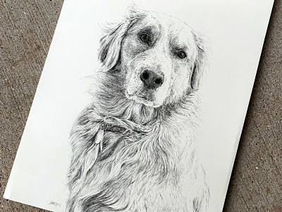 Golden Commission art commission dog drawing hand drawn illustration ink ink drawing ink illustration pen portrait puppy