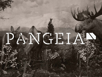 PANGEIA Graphic Identity