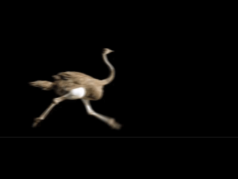 The Ostrich run after effects animation bird character duik ostrich run